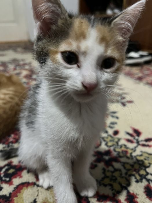 Отдам котят 2 месяца