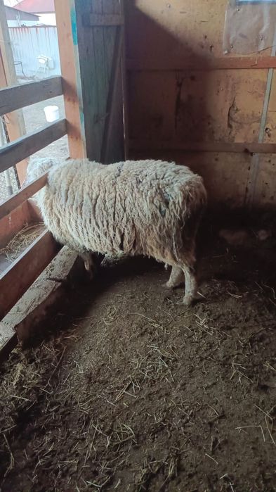 Қой сатылады бордақы