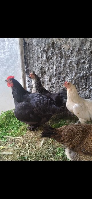 Продам домашних курей брама и.тд