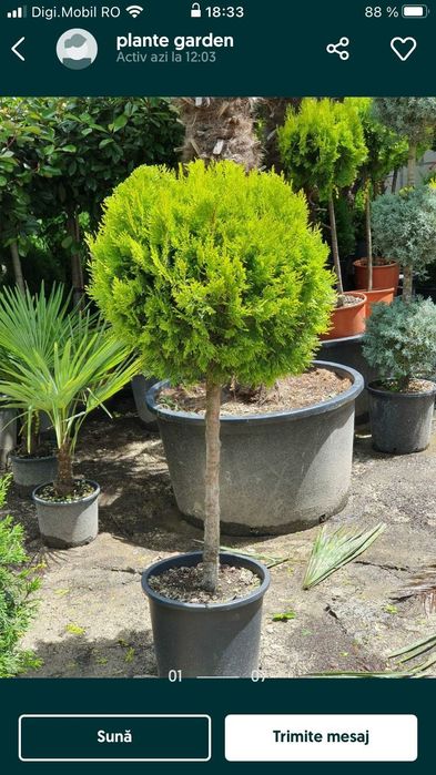 Vindem tuia la ghiveci și plante ornamentale