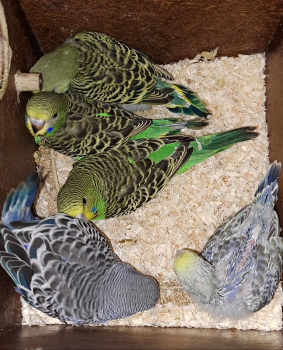 Peruși Peruși Peruși