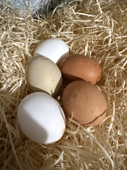 Предлагам за консумация и за предстоящи празници