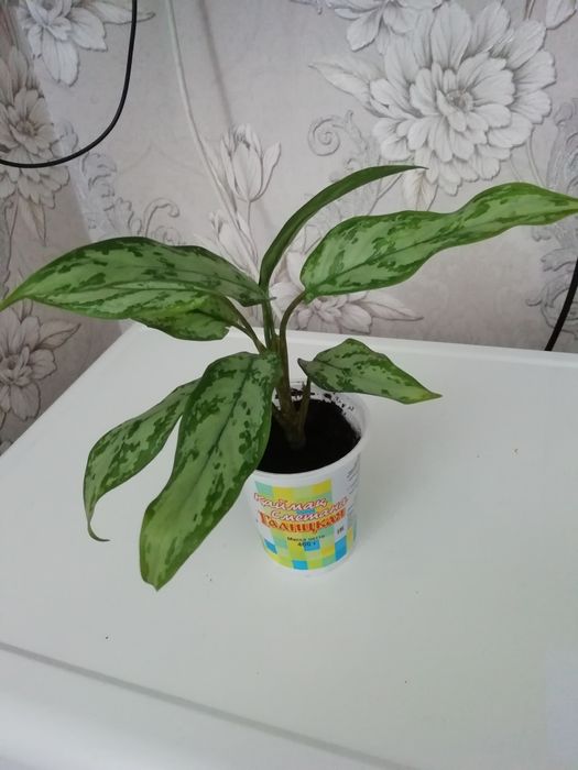 Комнатные растения