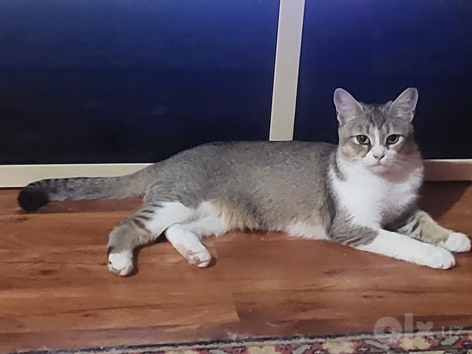 Кошка котёнок в ДОБРЫЕ РУКИ