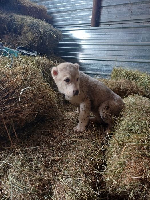 Продам щенят алабай