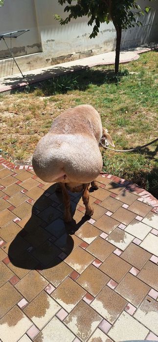 Кочкор сотилади Арашан порода