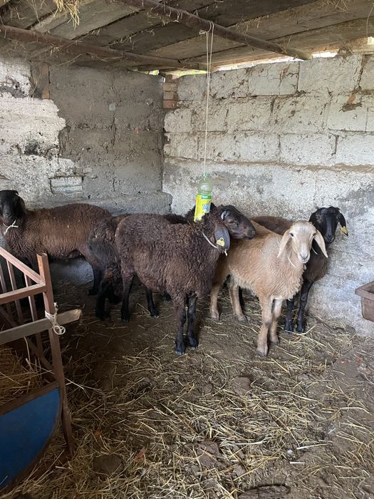 Кой токты кошкарлар бар