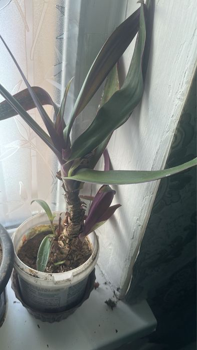 Комнатные растения разные