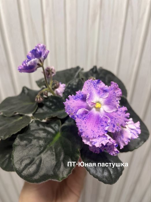 Продам сортовые фиалки