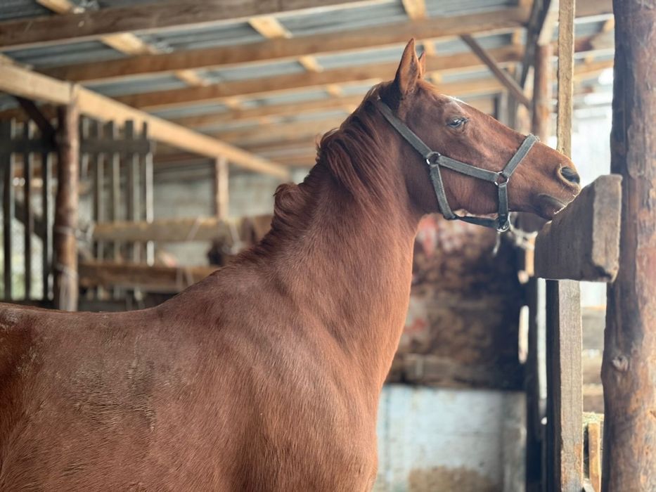 Чистокровный байтал