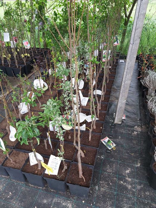 pomi columnari la ghiveci