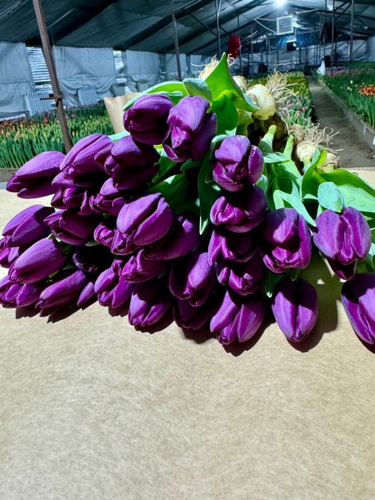 Тюльпаны на 8 марта по 400 тг