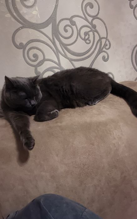 Отдам кота в добрые руки