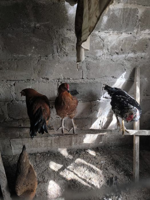 Молодые петушки .