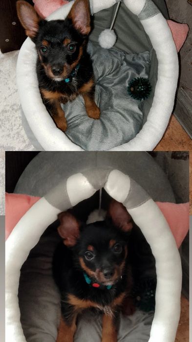 Срочно ищет любящих хозяев