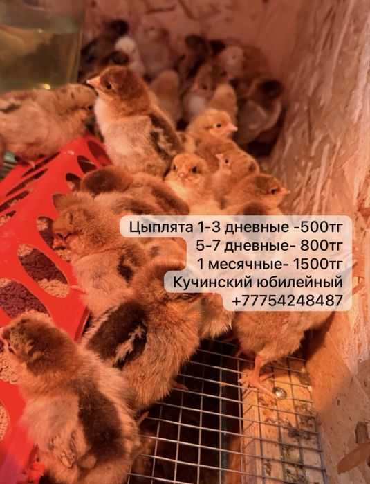 Цыплята Кучинский юбилейный