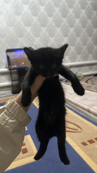 жанаозен кишкентай мысык