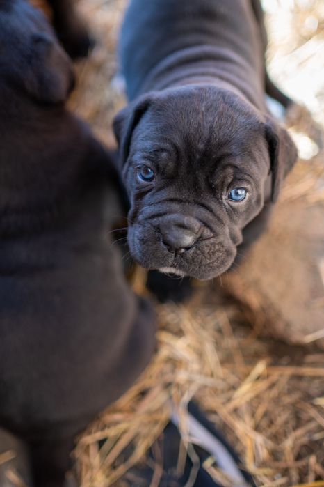 Чистокръвно канекорсо