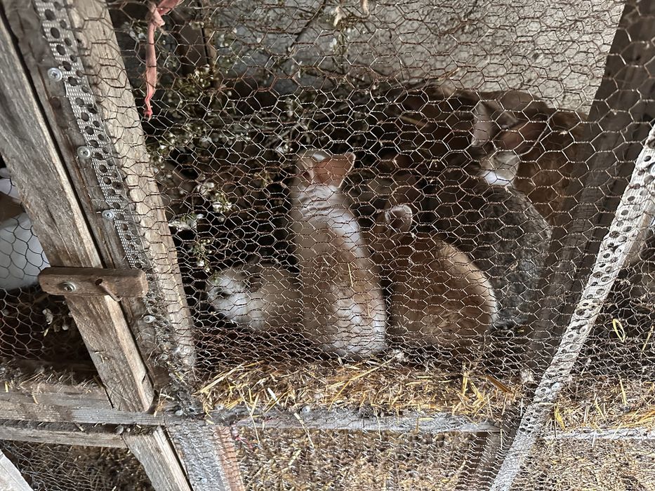 Зайчета малки на два три месеца белгиски великан