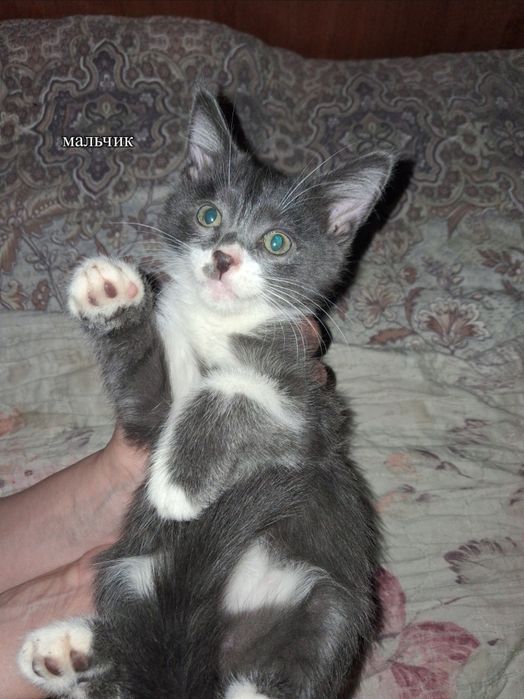 Котята в добрые руки