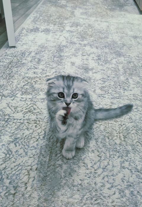 Продам шотландского котенка