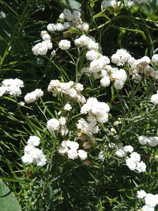 Продам многолетние цветы