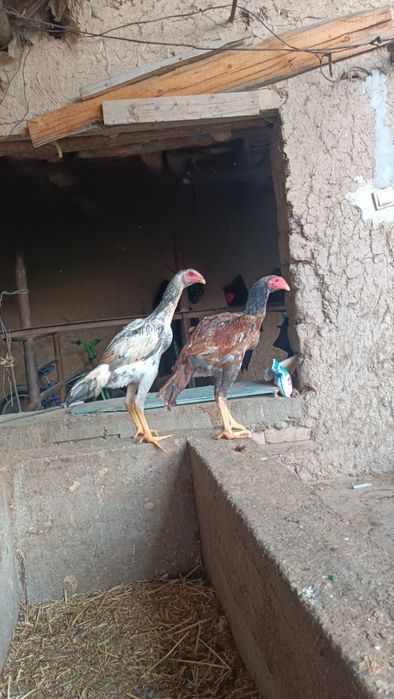 Dakan jojala sotiladi