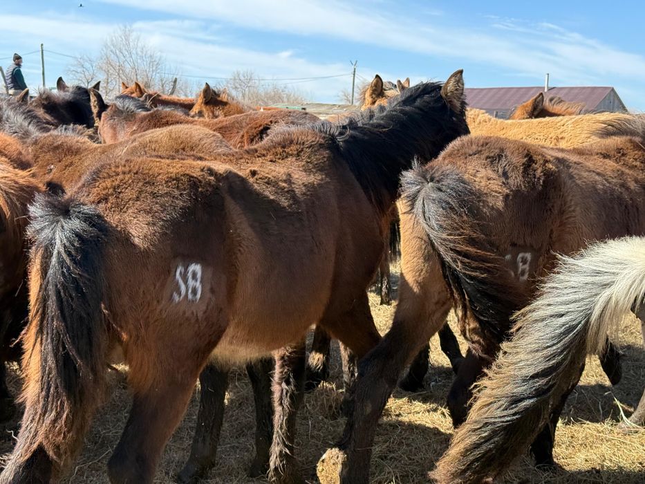 Продам Жабағы, Тай, Құнан