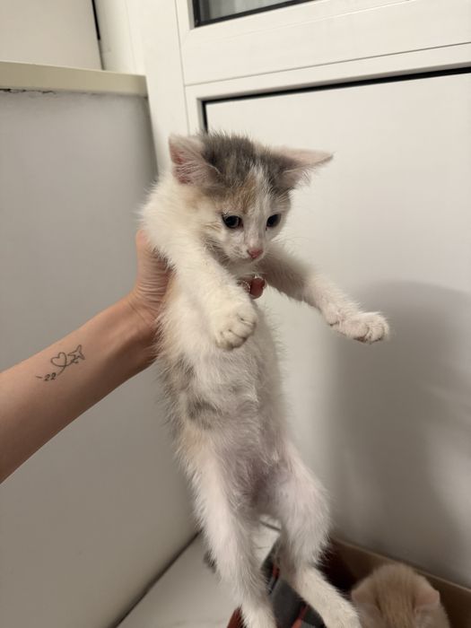 Маленькие котята ищут дом