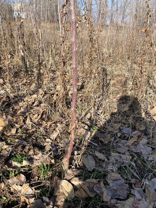 Кошет 1жылдык жамбыл облысы Меркеде