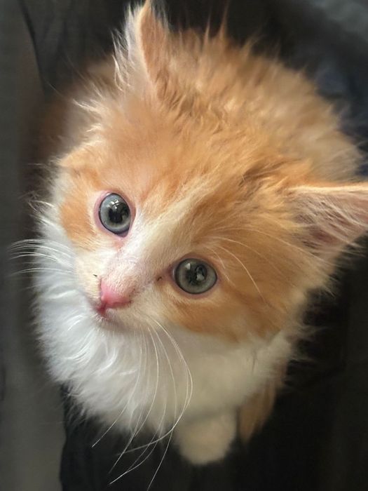 Маленький котенок