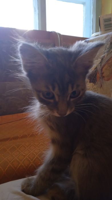 Отдам котят в хорошие ручки