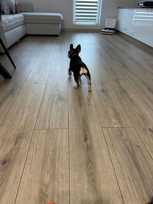 Френски булдог женски