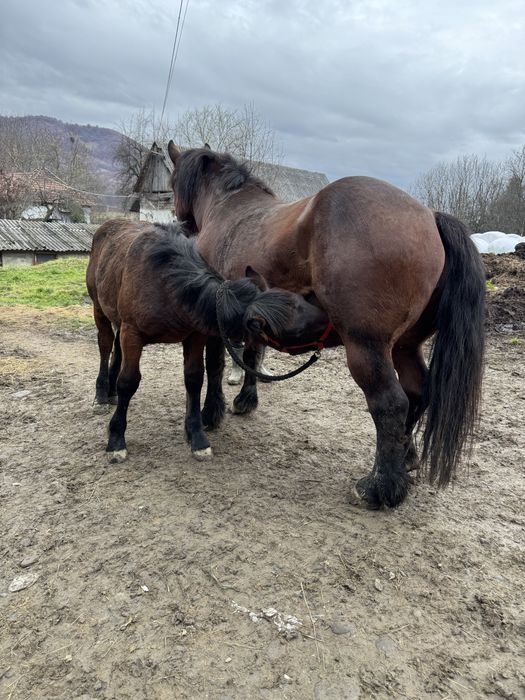 Manji de 6 luni si manza de doi ani ! (Manz , iapa )