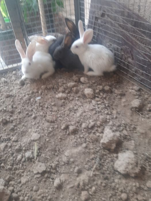 Продаётся кролик