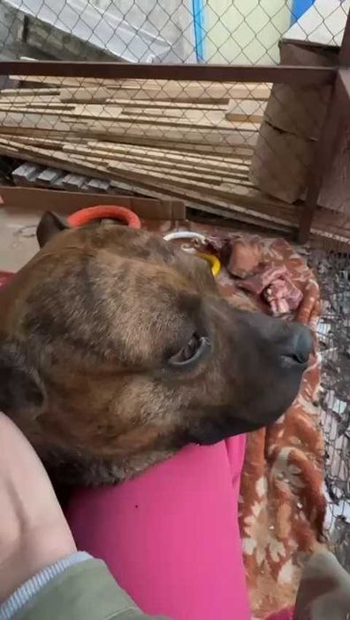 Ищем ответственных хозяев