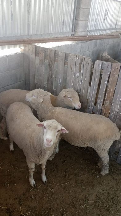 Продам бараны оптом , Байсерке