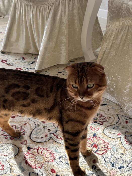 Бенгал ищет себе кошечку