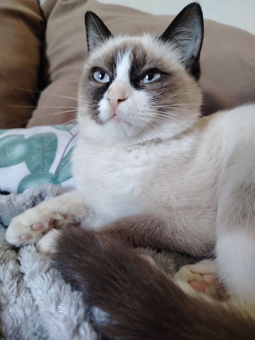 Котёнок ищет новый дом