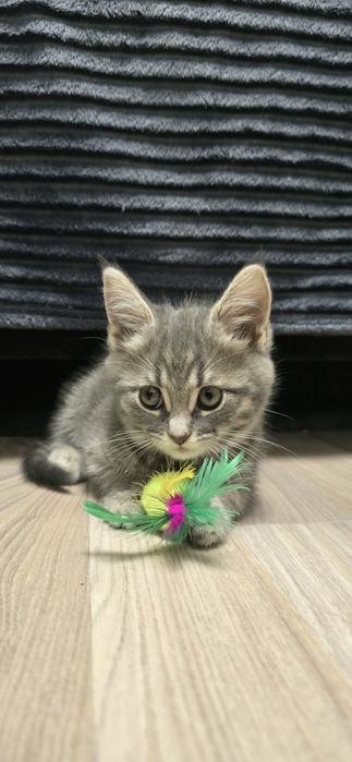 Отдам в добрые руки котят