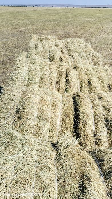 Рулон первакос сатылады кг 300