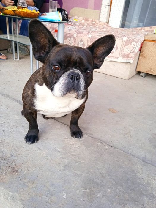 Французский бульдог вязка