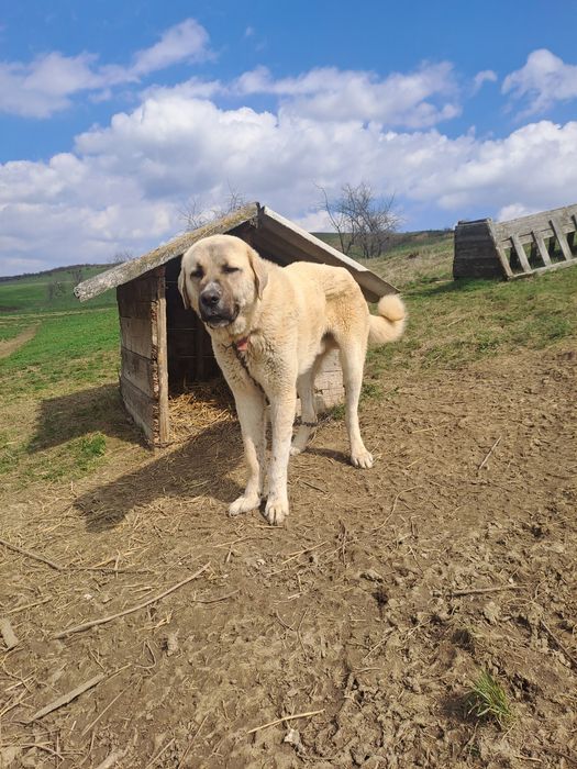 Catel din rasa kangal