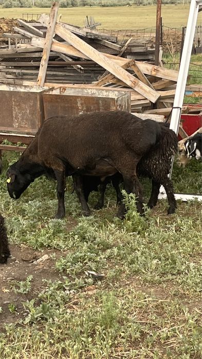 Продаю Кошкар находиться в Караганде