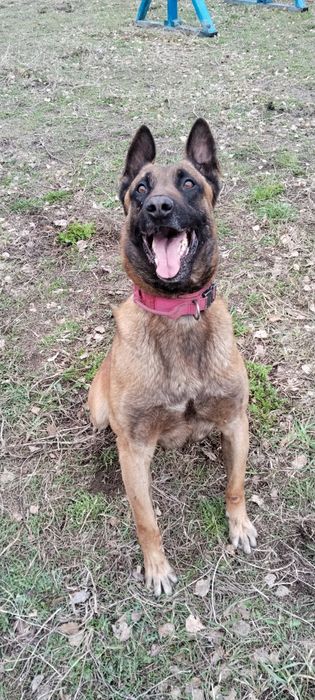 Малинуа Бельгииская овчарка