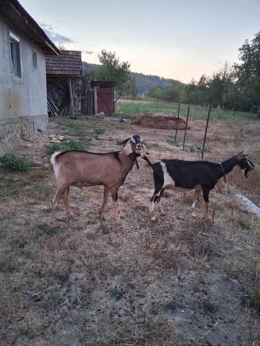 Vând țap de 2 ani