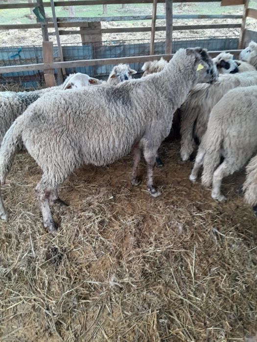 Vand berbec de carne