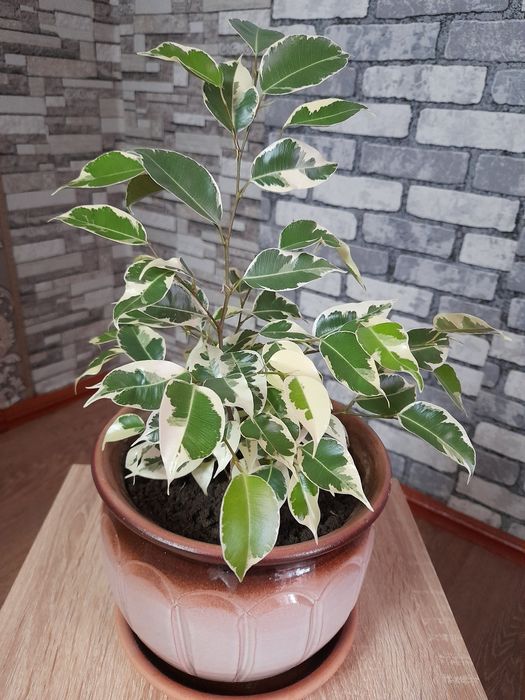 Продам цветок декоративный