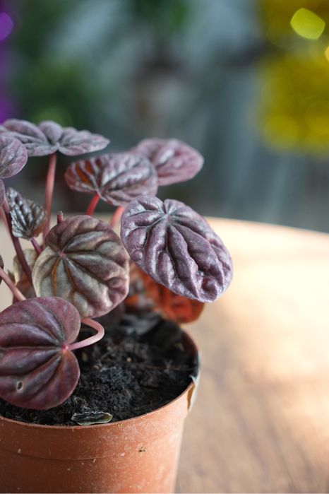 Пеперомия ред луна