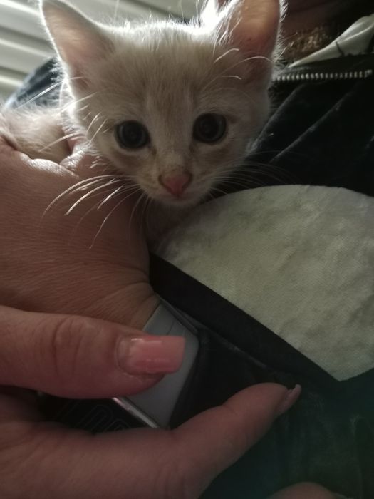 Котенок мальчик  .